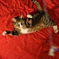 Mon chat Aramis 24 F&eacute;vrier 2010 - Un mod&egrave;le tr&egrave;s naturel
